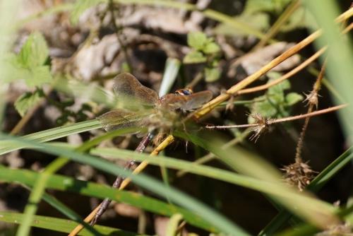 Aeshna grandis